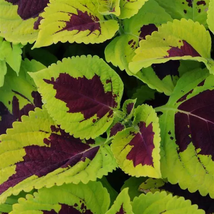 Heishe Series Coleus Black Leaves with Green Serrated Edges 100 PCS Seeds - £7.55 GBP