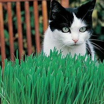 Cat Grass Avena Sativa 20 Seeds USA SELLER Fast Shipping - $29.90