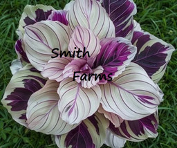 25 Seeds Multi Color Calathea Couture Flower Beautiful White Purple leaves - £5.64 GBP