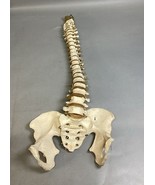 Resin Human Vertebral Column with Pelvis Skeleton Model Medical Anatomic... - €29,83 EUR Resin Human Vertebral Column with Pelvis Skeleton Model Medical Anatomic... - €29,83 EUR