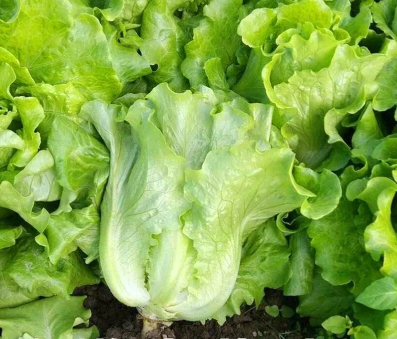 CLK 1000 All Season Romaine Lettuce Seeds Italian Yearly Lettuce USA Herb Seeds - £6.61 GBP