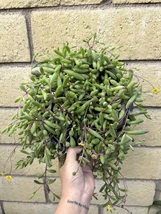 Item image 1 image 1