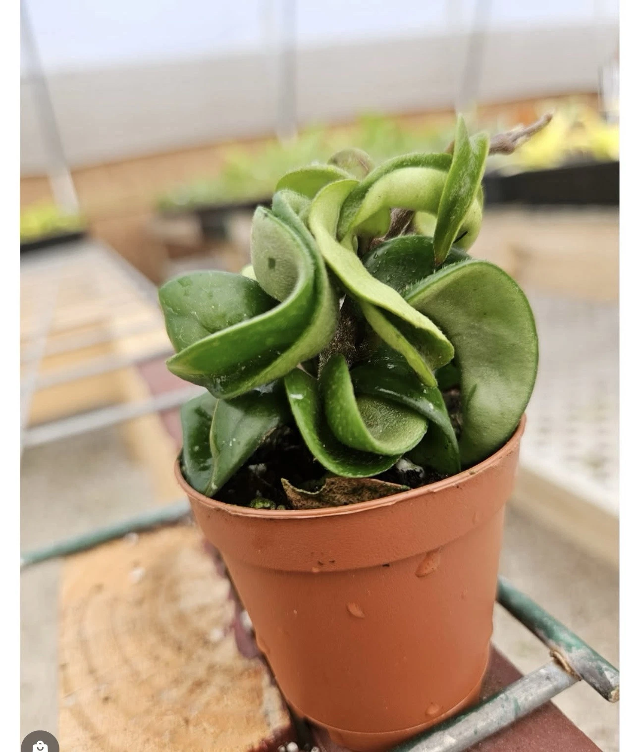 Hoya Hindu Rope - $21.18
