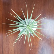 Air Plant in Urchin Shell, Live Tillandsia Ionantha airplant in seashell holder image 3