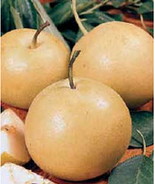 20th Century /Nijisseiki Asian Pear Tree :  Grafted - $1,989.73 MXN