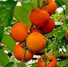 Thjar 5 Japanese Persimmon Tree Seeds (Diospyros Kaki) Asia Hardy Garden Fruit - $12.99