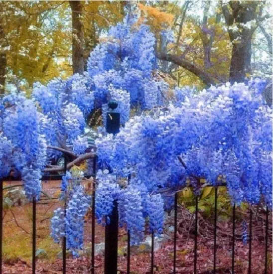 Fresh 5 Bright Blue Chinese Wisteria Seeds Vine Climbing Flower Perennial Rar - $9.78