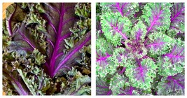 500 Seeds Red Russian Kale Vegetable Fresh Garden - $15.95