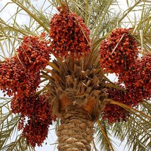 Halawi Date Palm Seeds x5 - Sweet &amp; Creamy Heirloom Quality, Perfect for Growing - $3.00