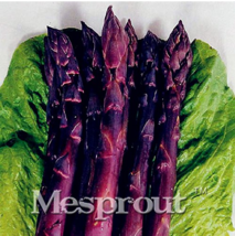 Hot Sale!Four Seasons Purple Asparagus seeds,Delicious jardin vegetable seeds se - £4.38 GBP