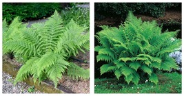 Athyrium filix-femina - 3 Lady Fern Roots/Root Systems - Common Ladyfern Plants - £47.03 GBP