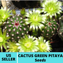 25 Seeds Cactus Green Pitaya Seeds Echinocereus Viridiflorus Seed - £14.70 GBP