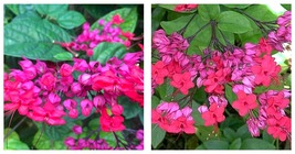 Bleeding Heart Rooted Starter Plant JAVA RED Clerodendrum Delectum~Red &amp; Purple - £30.66 GBP