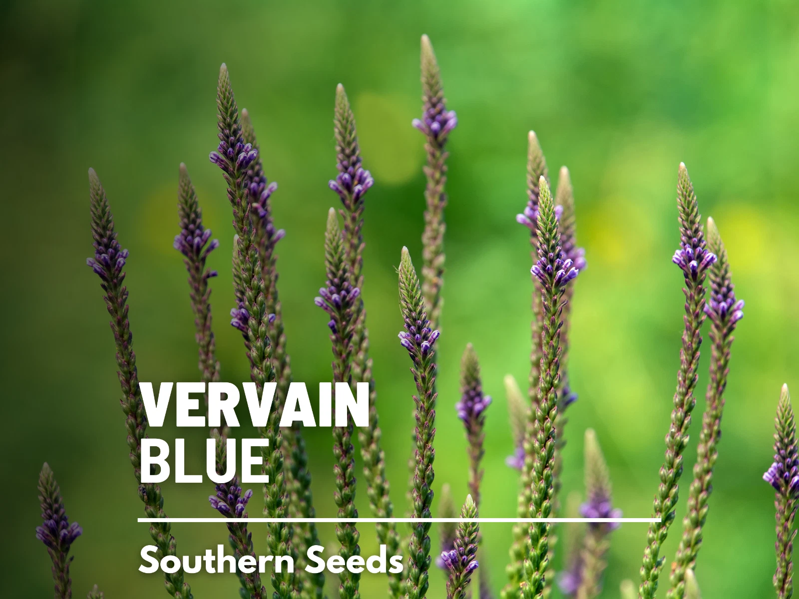 Vervain, Blue - Heirloom Seeds - Pollinator &amp; Hummingbird Friendly - Sow... - $10.37