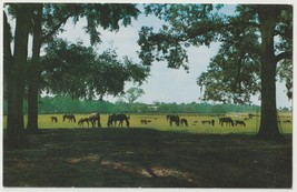 Rosemere Farm Ocala Florida Vintage Postcard Unposted - £3.83 GBP
