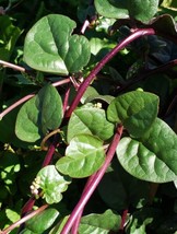 Red Malabar Spinach Seeds | Heirloom | Exotic | Heat Tolerant FRESH - $11.71