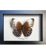 Rare Stichophthalma Uemurai Jungle Queen Butterfly Framed Entomology Sha... - $1,524.24 MXN