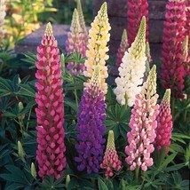 25 Festival Mixed Lupine Seeds Flower Perennial Hardy Flowers Seed 938 U... - $5.62