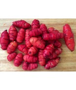 Oca, Oxalis tuberosa &#39;New Zealand Red&#39; 1 tuber T 034 - £3.18 GBP