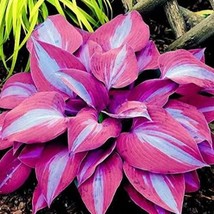 Hosta Flower Seeds Garden Perennials Ornamental Lily Shade Hosta Plants  - €2,58 EUR