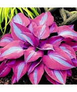 Hosta Flower Seeds Garden Perennials Ornamental Lily Shade Hosta Plants  - $4.09 CAD