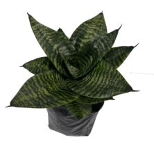 Sansevieria Forest Star by LEAL PLANTS ECUADOR | Forest Star Snake Plant - £15.66 GBP