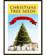 LKS Grow Your Own Christmas Tree Fraser Fir Abies Fraseri Seed Packet Ho... - €9,74 EUR