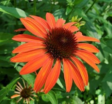 From US 50 Orange Tangerine Coneflower Seeds Echinacea Perennial Flowers Flower  - £8.78 GBP