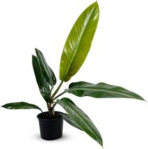 Philodendron Bicolor by LEAL PLANTS ECUADOR |Heart Shape Philodendron|Li... - $45.00