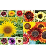 MBK Jamaican Hot Yellow Pepper Hot Capsicum Annuum Fiery Heat Fast Ship - €141,61 EUR