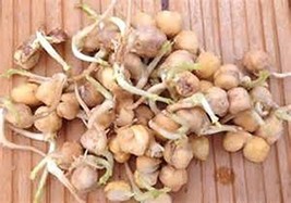 Garbanzo Bean Seed, Microgreen, Sprouting, 3 OZ, Organic Seed, NON GMO - Country - £6.37 GBP