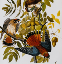 1979 American Kestrel Sparrow Hawk Color Plate Print Audubon Birds Ameri... - $29.99