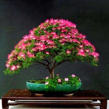 Acacia Bonsai, Albizia Julibrissin, silky acacia, Pink Bonsai, Silk Tree... - £4.08 GBP
