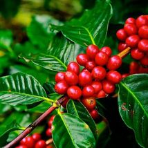 Coffee EXCELSA (Coffea) Tropical Living Fruit Tree 12”-24” - £39.28 GBP