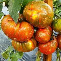 Organic Siegel&#39;s Striped Tomato Seeds (5) - Unique Dark Pattern, Home Garden Pla - £5.59 GBP