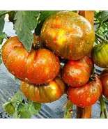 Organic Siegel&#39;s Striped Tomato Seeds (5) - Unique Dark Pattern, Home Ga... - £5.58 GBP