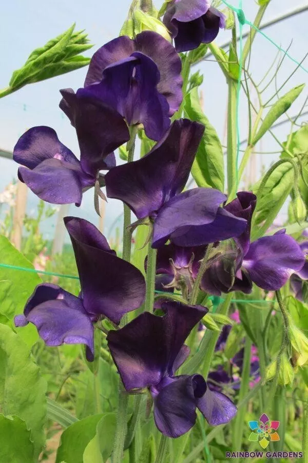 Fresh Seeds 50 Mammoth Navy Sweet Pea Seeds for Planting Garden - £8.75 GBP