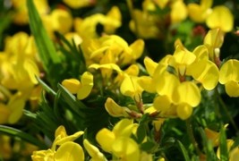 BIRD&#39;S FOOT TREFOIL 100 FRESH SEEDS FREE SHIPPING - $2.23