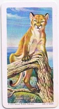 North American Wildlife In Danger Tea Card #33 Cougar 1970 - $0.98