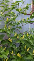 Tabasco Pepper Seeds 20 Seeds Chili Pepper NongmoFrom US  - £6.46 GBP