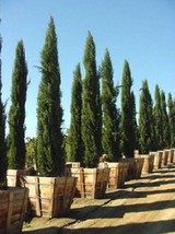 20 Mediterranean Cypres Tree Italian Pencil Pine Cupresus Sempervirens S... - $8.35