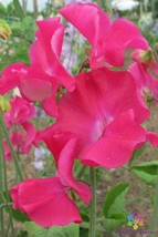 50 Lipstick Unwins Sweet Pea Seeds Planting Gardening USA SELLER - $12.96