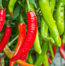 FROM USA  Large Red Thick Cayenne Pepper Seeds | Hot Spicy Chile Chili Vegetable - $5.95