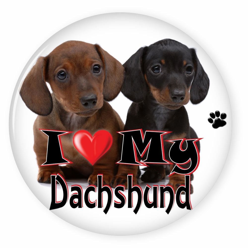 I Love My DACHSHUND - Dog Puppy 3&quot; CAMPAIGN Pin Back Button For your fav... - $7.99