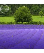 Nature Purple Lavender 100 Seeds Improve The Environment Attract Butterflies Lig - $205.92 MXN