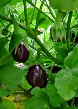 Black Beauty Eggplant Seeds, NON-GMO, Talong, Aubergine, FREE SHIPPING - $35.53 MXN+