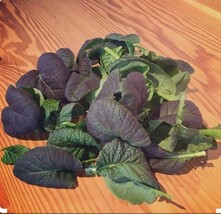 200 Seeds Osaka Purple Mustard - $9.00