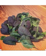 200 Seeds Osaka Purple Mustard - £7.07 GBP