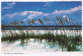 Postcard Florida Sea Oats &amp; Sand Dunes Along Coast Line - $2.96