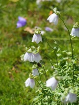 Codonopsis Clematidea Bonnet Bellflower 10 Seeds Fresh Gardening USA SELLER - $19.42